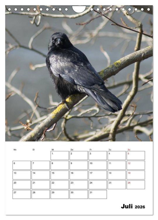 Produktbild: Rabenv&ouml;gel Terminplaner (Wandkalender 2026 DIN A4 hoch), CALVENDO Monatskalender