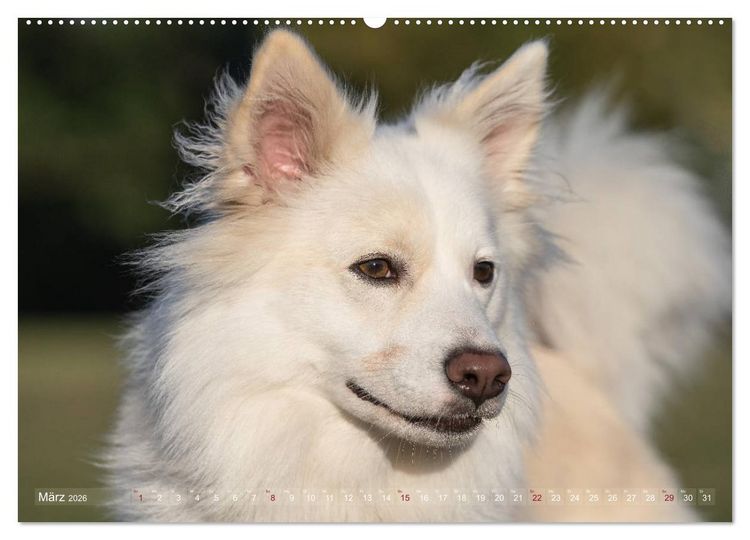 Produktbild: Islandhunde im Portrait (hochwertiger Premium Wandkalender 2026 DIN A2 quer), Kunstdruck in Hochglanz