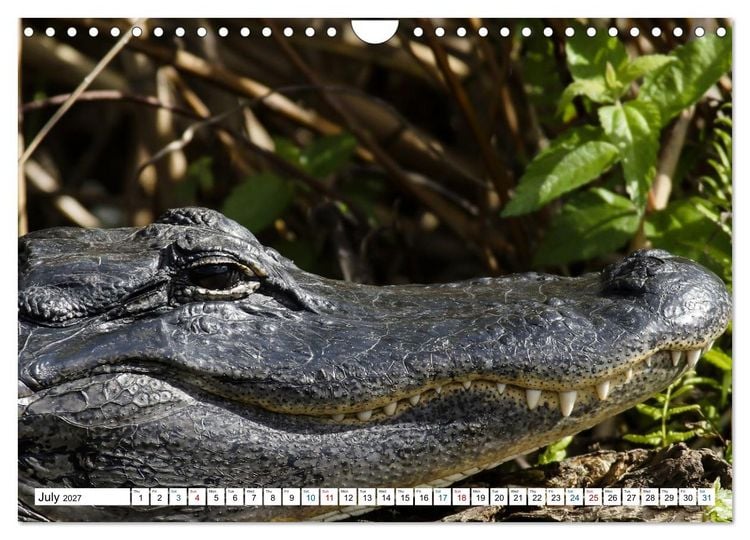 Produktbild: Sunshine State Florida Nature, Wildlife, National Parks (Wall Calendar 2027 DIN A4 landscape), CALVENDO 12 Month Wall Calendar