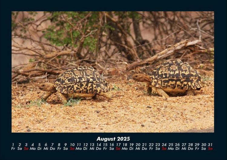 Produktbild: Schildkr&ouml;tenzauber 2025 Fotokalender DIN A4