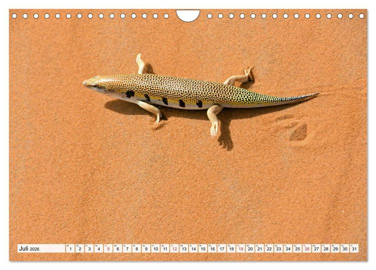 Produktbild: Die SAHARA in Marokko, Faszinierende W&uuml;stenregionen (Wandkalender 2026 DIN A4 quer), CALVENDO Monatskalender