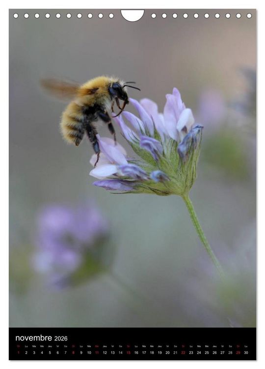 Produktbild: Les abeilles et bourdons de Provence (Calendrier mural 2026 DIN A4 horizontal), CALVENDO calendrier mensuel
