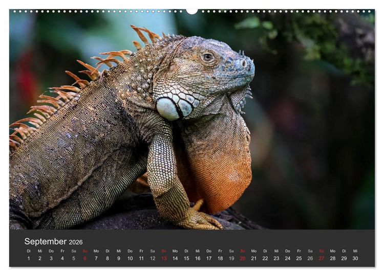 Produktbild: Costa Rica tierisch gut 2026 (hochwertiger Premium Wandkalender 2026 DIN A2 quer), Kunstdruck in Hochglanz