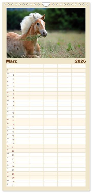 Produktbild: Familienplaner 2026 - Haflinger mit 5 Spalten (Wandkalender, 21 x 45 cm) CALVENDO