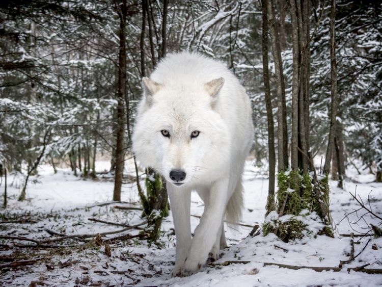 Produktbild: CALVENDO Puzzle John der wei&szlig;er Wolf | 1000 Teile Lege-Gr&ouml;&szlig;e 64x48cm Foto-Puzzle f&uuml;r gl&uuml;ckliche Stunden