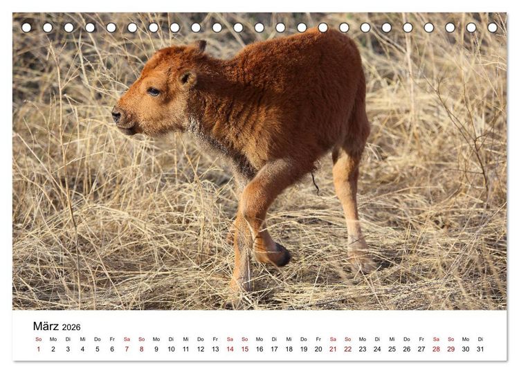 Produktbild: Alaska und West-Kanada (Tischkalender 2026 DIN A5 quer), CALVENDO Monatskalender