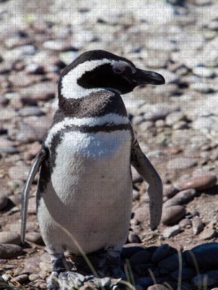 Produktbild: CALVENDO Puzzle Magellan Pinguin in Punta Tombo | 1000 Teile Lege-Gr&ouml;&szlig;e 64x48cm Foto-Puzzle f&uuml;r gl&uuml;ckliche Stunden