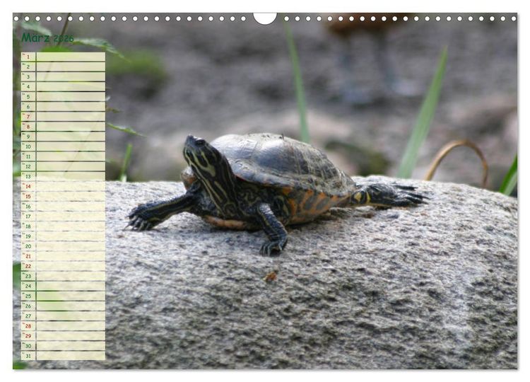 Produktbild: Schildkr&ouml;ten - Gepanzerte Wesen aus Urzeiten (Wandkalender 2026 DIN A3 quer), CALVENDO Monatskalender