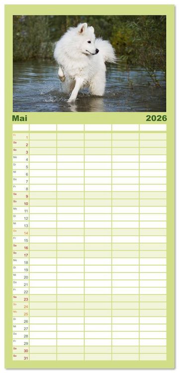 Produktbild: Familienplaner 2026 - Der Samojede - Sch&ouml;nheit des Nordens mit 5 Spalten (Wandkalender, 21 x 45 cm) CALVENDO