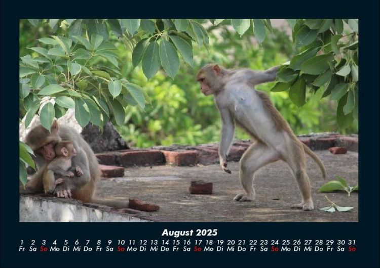 Produktbild: Welt der Affen 2025 Fotokalender DIN A4