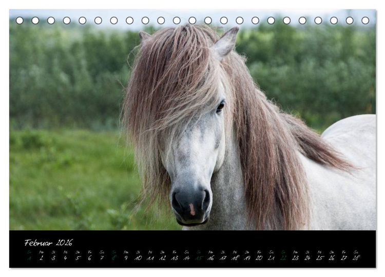 Produktbild: Charakterk&ouml;pfe Islandpferde (Tischkalender 2026 DIN A5 quer), CALVENDO Monatskalender