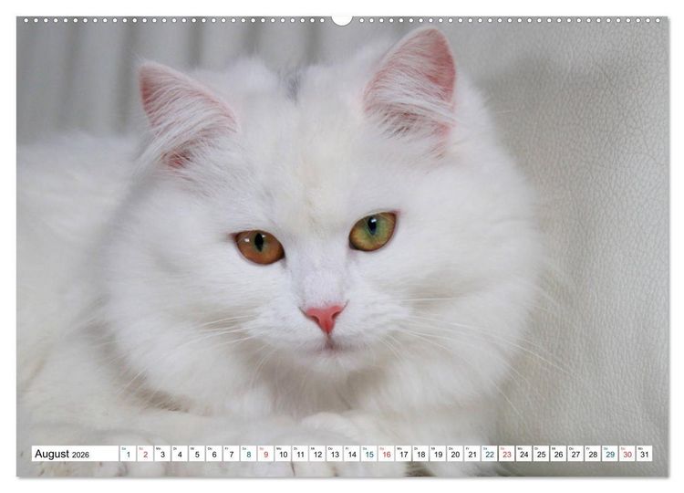 Produktbild: Die Perserkatze - Farbschlag Wei&szlig; (hochwertiger Premium Wandkalender 2026 DIN A2 quer), Kunstdruck in Hochglanz
