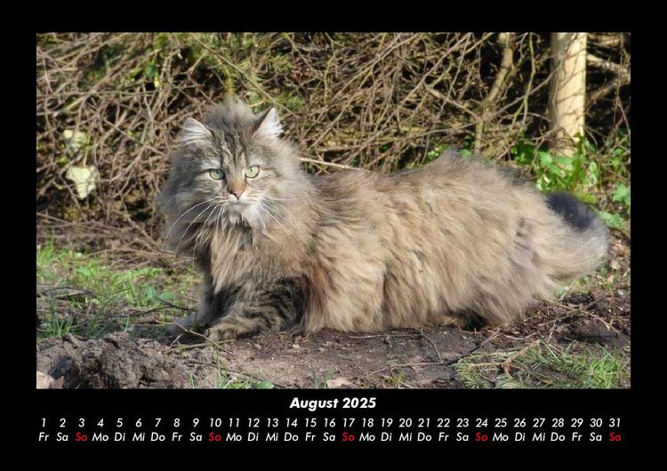 Produktbild: F&uuml;r Katzenfreunde 2025 Fotokalender DIN A3