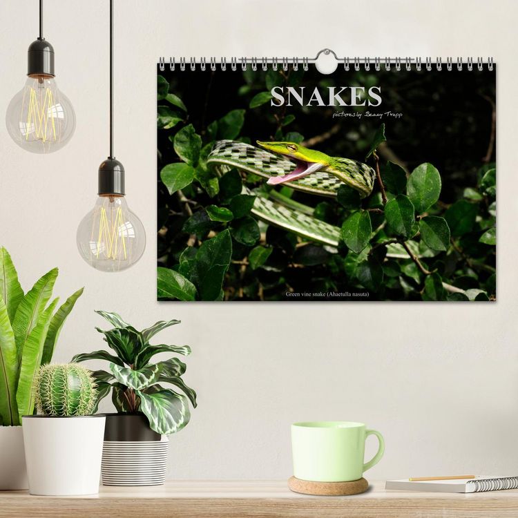 Produktbild: SNAKES / UK-Version (Wall Calendar 2026 DIN A4 landscape), CALVENDO 12 Month Wall Calendar