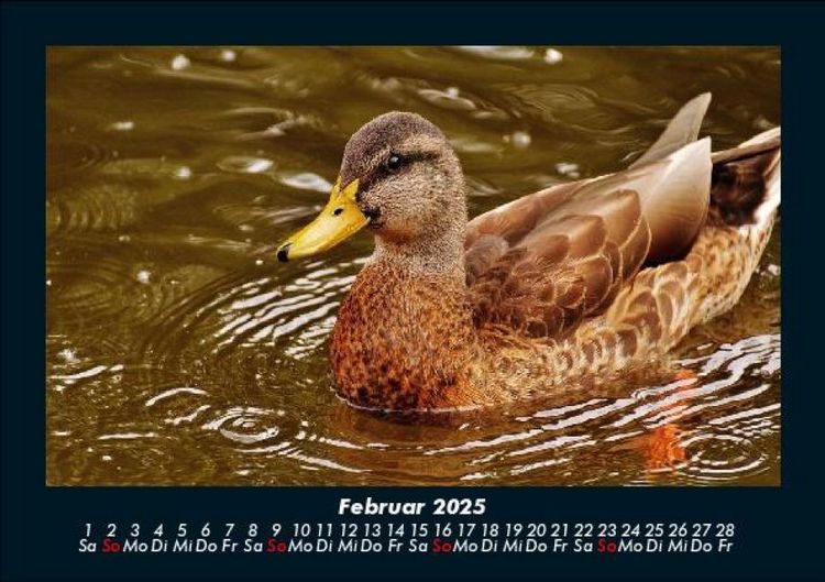Produktbild: Enten 2025 Fotokalender DIN A5
