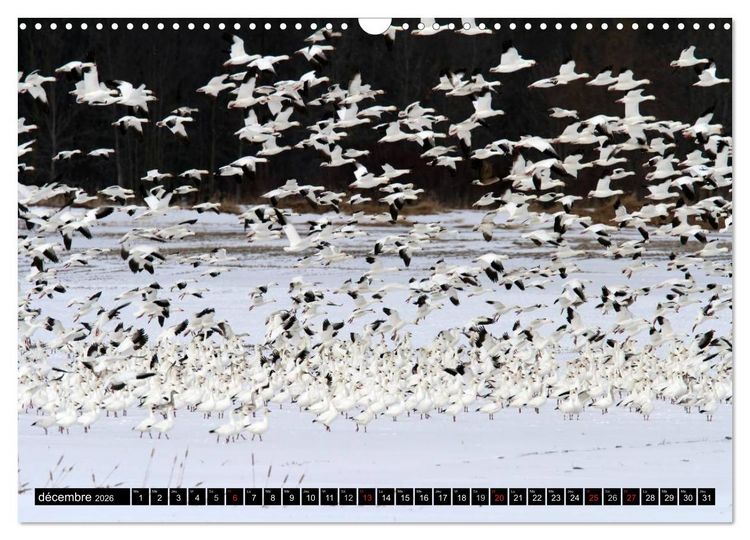 Produktbild: PLUMES L&Eacute;G&Egrave;RES. Oiseaux du Monde (Calendrier mural 2026 DIN A3 vertical), CALVENDO calendrier mensuel