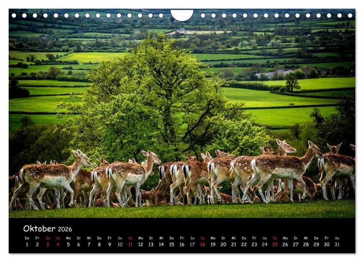 Produktbild: Rehe und Hirsche in freier Natur (Wandkalender 2026 DIN A4 quer), CALVENDO Monatskalender