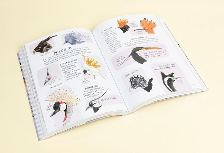 Produktbild: Bird Anatomy