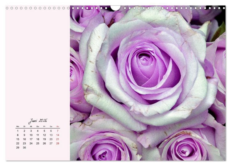 Produktbild: Rosen. Charmante und edle K&ouml;niginnen (Wandkalender 2026 DIN A3 quer), CALVENDO Monatskalender