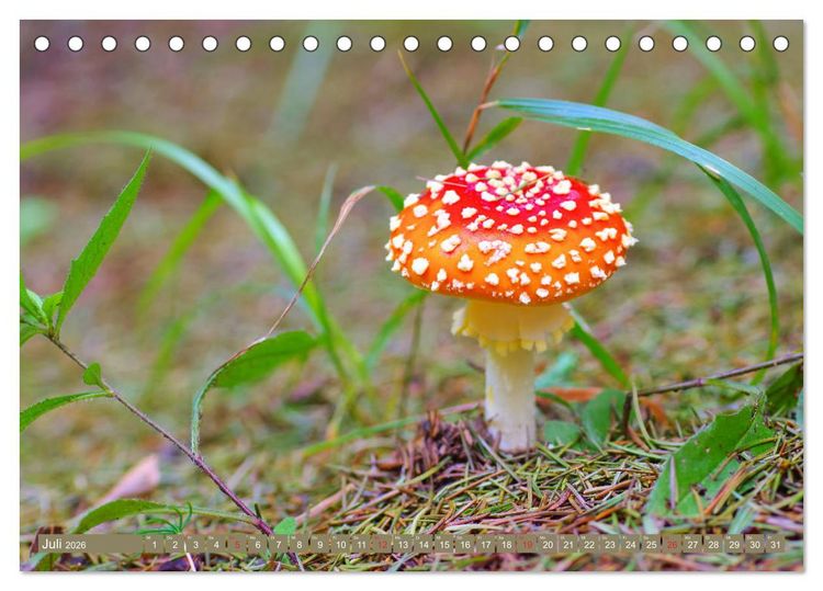 Produktbild: Die bunte Welt der Pilze (Tischkalender 2026 DIN A5 quer), CALVENDO Monatskalender