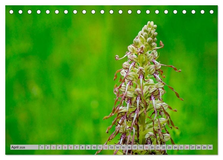 Produktbild: Orchideenwiese 2026 (Tischkalender 2026 DIN A5 quer), CALVENDO Monatskalender