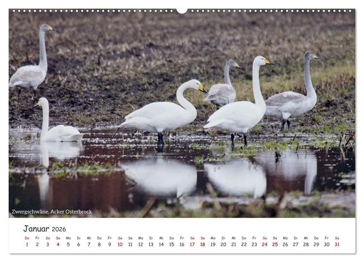 Produktbild: Emsland Impressionen (hochwertiger Premium Wandkalender 2026 DIN A2 quer), Kunstdruck in Hochglanz