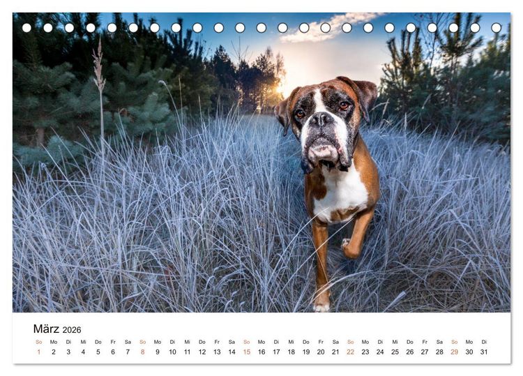 Produktbild: Deutscher Boxer (Tischkalender 2026 DIN A5 quer), CALVENDO Monatskalender