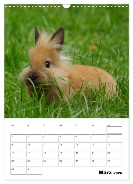 Produktbild: Kaninchen Terminplaner (Wandkalender 2026 DIN A3 hoch), CALVENDO Monatskalender