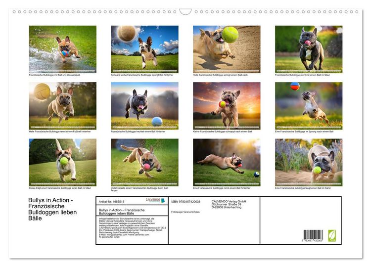 Produktbild: Bullys in Action - Franz&ouml;sische Bulldoggen lieben B&auml;lle (Wandkalender 2026 DIN A2 quer), CALVENDO Monatskalender