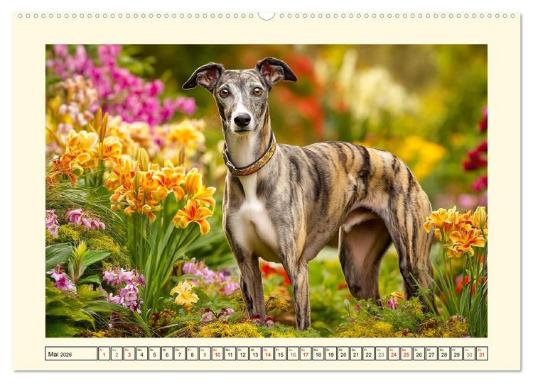 Produktbild: Whippet Wunder. Grazile Hunde mit sanfter Kraft und feiner Seele (Wandkalender 2026 DIN A2 quer), CALVENDO Monatskalender