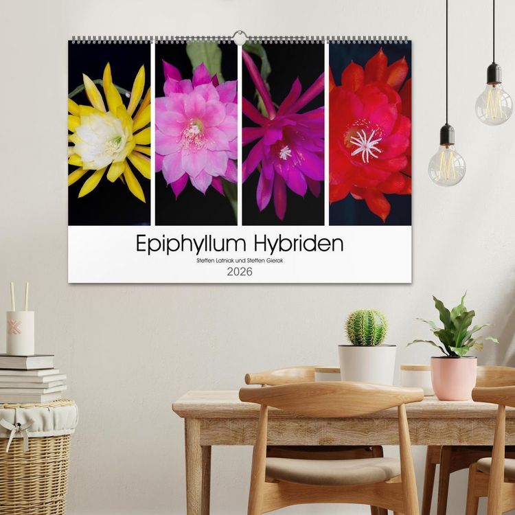 Produktbild: Epiphyllum-Hybriden (Wandkalender 2026 DIN A2 quer), CALVENDO Monatskalender