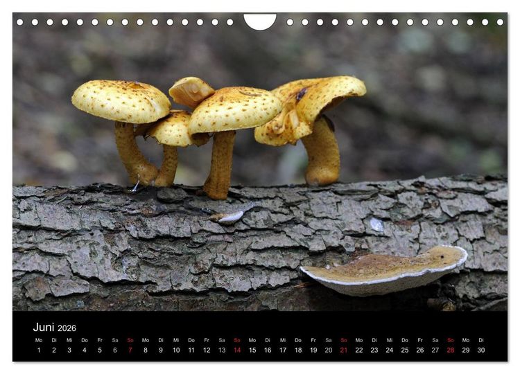Produktbild: Pilze (Wandkalender 2026 DIN A4 quer), CALVENDO Monatskalender