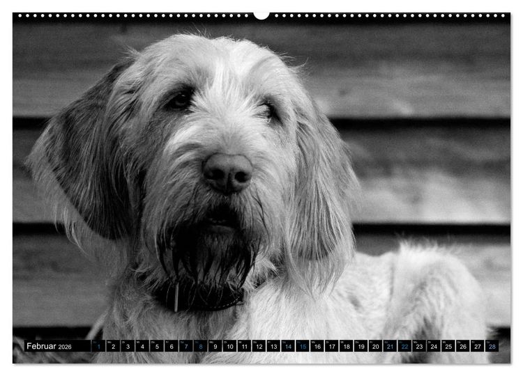 Produktbild: Carissimo Spinone Italiano (hochwertiger Premium Wandkalender 2026 DIN A2 quer), Kunstdruck in Hochglanz