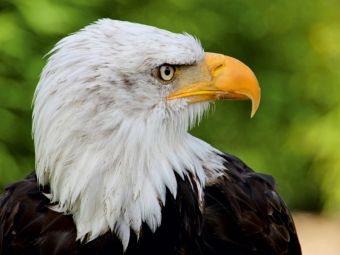 Produktbild: CALVENDO Puzzle Weisskopfseeadler | 1000 Teile Lege-Gr&ouml;&szlig;e 64x48cm Foto-Puzzle f&uuml;r gl&uuml;ckliche Stunden