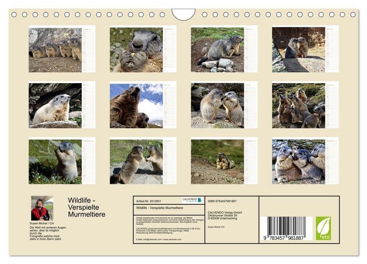 Produktbild: Wildlife - Verspielte Murmeltiere (Wandkalender 2026 DIN A4 quer), CALVENDO Monatskalender