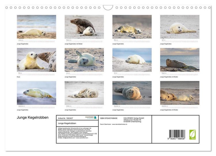 Produktbild: Junge Kegelrobben (Wandkalender 2026 DIN A3 quer), CALVENDO Monatskalender
