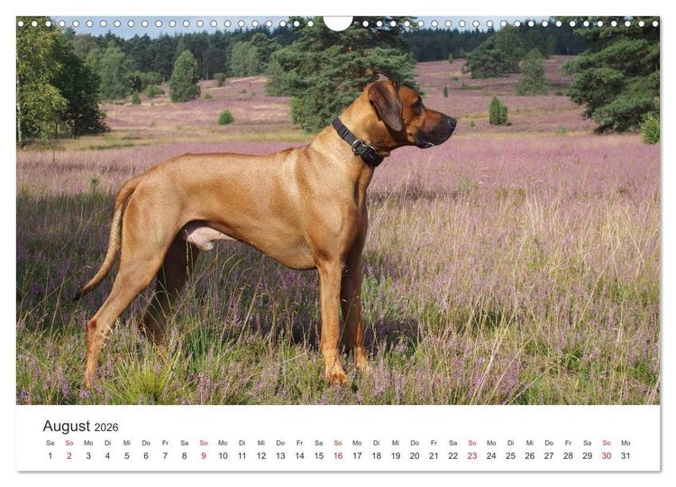 Produktbild: Ridgebacks - Hunde aus Afrika (Wandkalender 2026 DIN A3 quer), CALVENDO Monatskalender