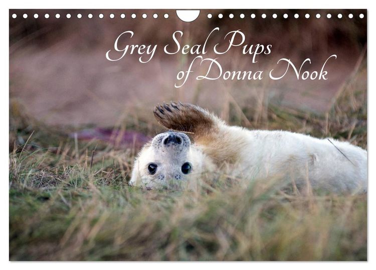 Produktbild: Grey Seal Pups of Donna Nook (Wall Calendar 2026 DIN A4 landscape), CALVENDO 12 Month Wall Calendar