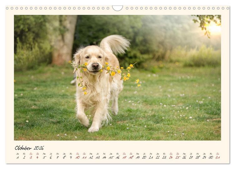 Produktbild: Golden Retriever... Herzenshunde (Wandkalender 2026 DIN A3 quer), CALVENDO Monatskalender