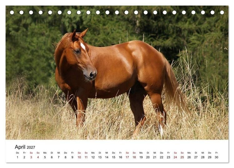 Produktbild: PFERDE - Zwischen Himmel, Erde und Hufschlag (Tischkalender 2027 DIN A5 quer), CALVENDO Monatskalender