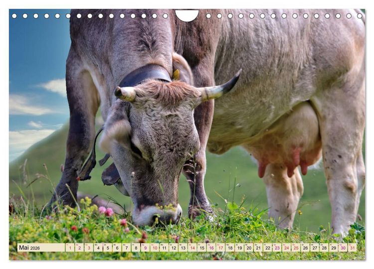 Produktbild: Berg-K&uuml;he, Natur pur - unser sch&ouml;nster Urlaub (Wandkalender 2026 DIN A4 quer), CALVENDO Monatskalender