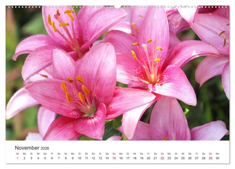 Produktbild: Feurige Lilien (Wandkalender 2026 DIN A2 quer), CALVENDO Monatskalender