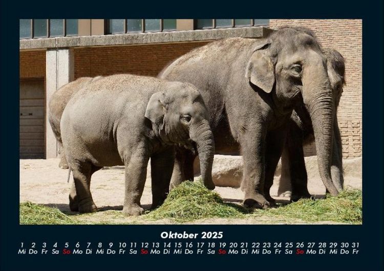 Produktbild: Der Elefantenkalender 2025 Fotokalender DIN A4