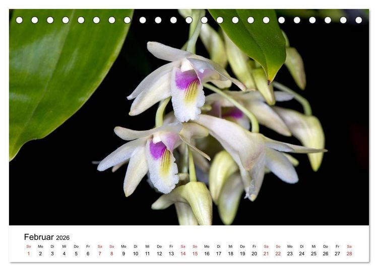 Produktbild: Vielfalt der Orchideen (Tischkalender 2026 DIN A5 quer), CALVENDO Monatskalender