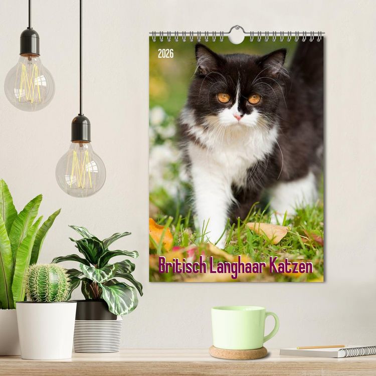 Produktbild: Britisch Langhaar Katzen (Wandkalender 2026 DIN A4 hoch), CALVENDO Monatskalender