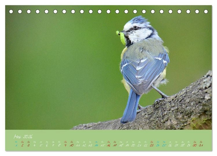 Produktbild: Die Blaumeise, Gast in unserem Garten (Tischkalender 2026 DIN A5 quer), CALVENDO Monatskalender