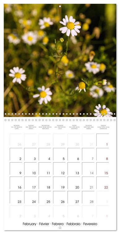 Produktbild: Herbal Haven. Enchanting Healing Plants (Wall Calendar 2026 12 &times; 12 Inch) CALVENDO 12 Month Wall Calendar