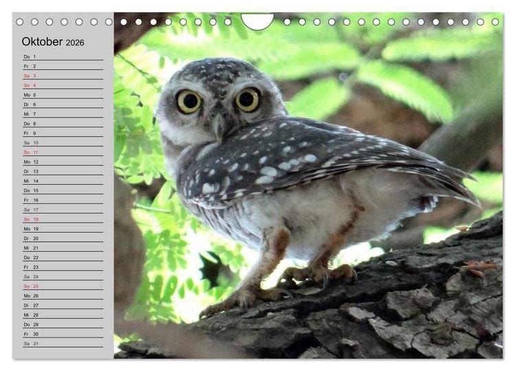 Produktbild: Eulen. Gefiederte Weisheit (Wandkalender 2026 DIN A4 quer), CALVENDO Monatskalender