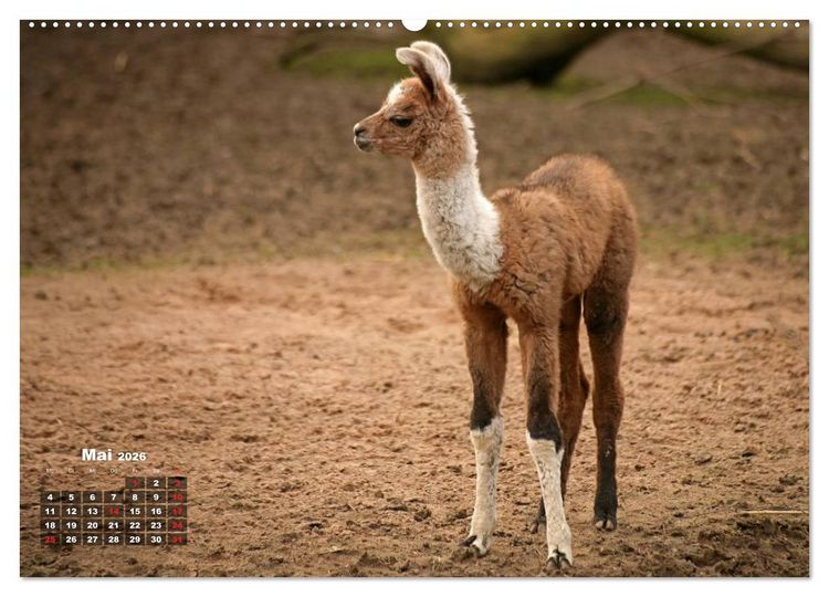 Produktbild: Kamele (hochwertiger Premium Wandkalender 2026 DIN A2 quer), Kunstdruck in Hochglanz