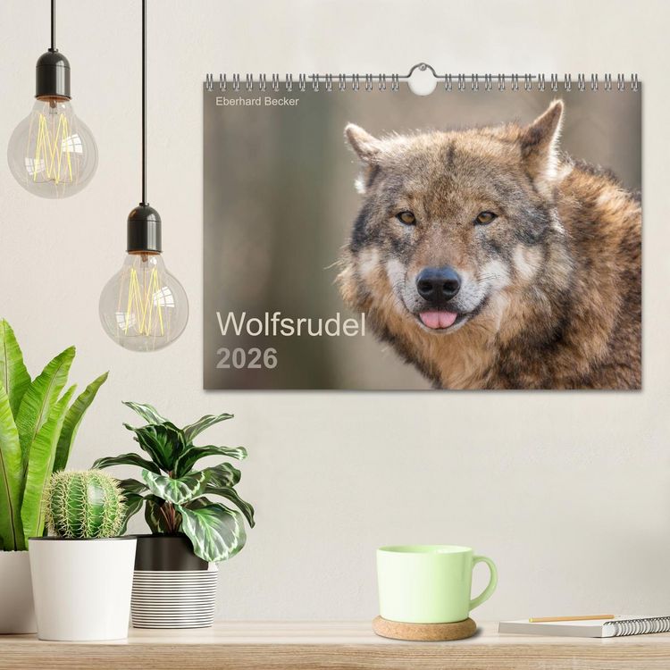Produktbild: Wolfsrudel (Wandkalender 2026 DIN A4 quer), CALVENDO Monatskalender